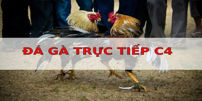 Những lý do tân thủ nên lựa chọn tham gia giải đấu đá gà trực tiếp C4