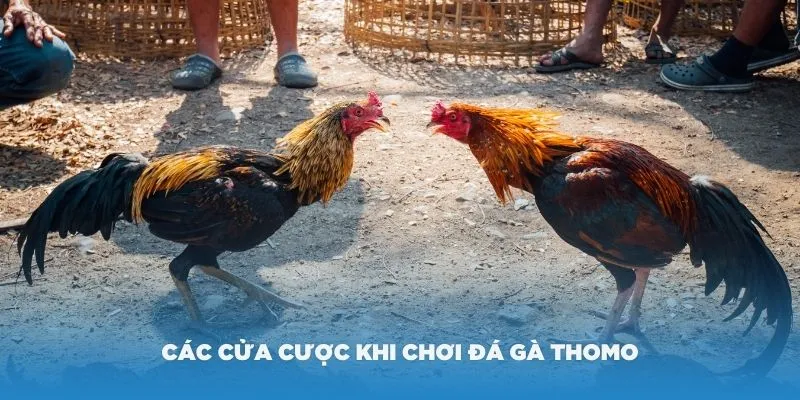 Cách tính tỷ lệ đổi trả thưởng cho từng cửa cược