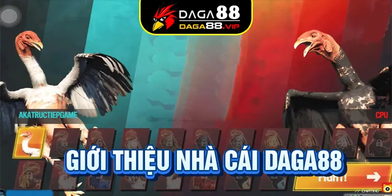 Daga88 là thiên đường cho kê thủ đam mê cá cược