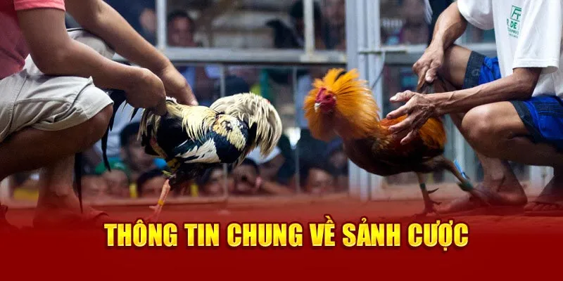 Ảnh: Thông tin chung về sảnh cược