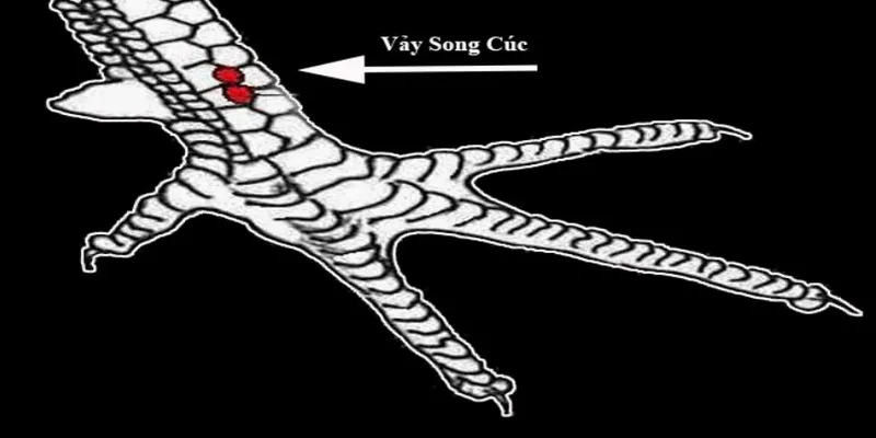 Nhiều loại vảy xấu nên tránh khi chọn gà chọi