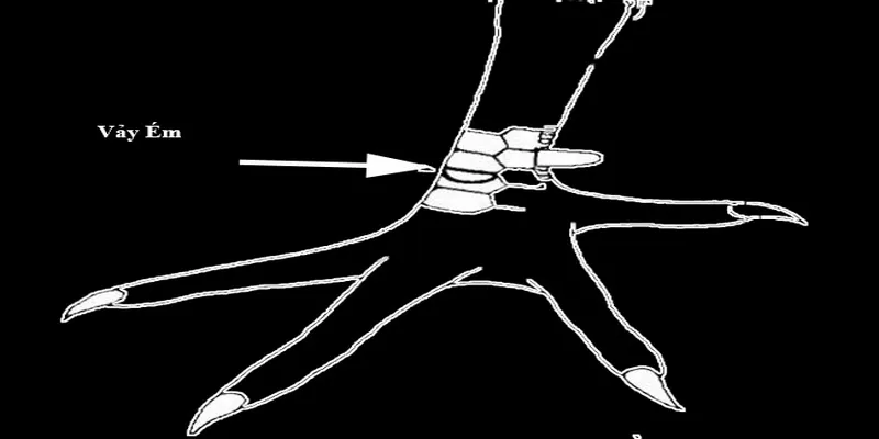 Vảy ém là vảy gà xấu nên loại khi phát hiện