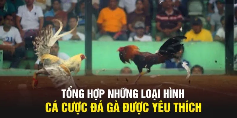 Các hình thức tham gia đá gà 99OK