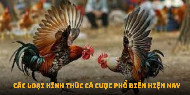 Cac loai hinh thuc ca cuọc pho bien hiẹn nay